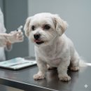 행복한개 이미지