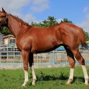 세일목장 이미지