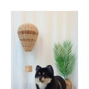 레오그루밍 이미지