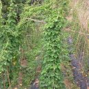 주촌농장 이미지