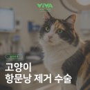 비바동물병원 이미지