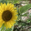 테디베어 해바라기 외 1종 이미지