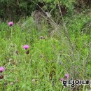 지방간의 진단과 관리 이미지