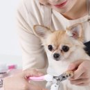 도그맘애견 이미지