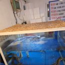 노블파크(아)경로당 | 창원 반지동에 수산물 직매장있어요~~ 꼬마수산에서 산오징어회 포장후기