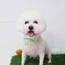 핑크펫샵 이미지