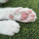 반려마루 화성 이미지