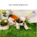 도그마루 강아지고양이 안산점 이미지