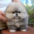 미유펫 강아지고양이 구미점 이미지