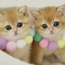 강남 고양이 분양 냥블리 이미지