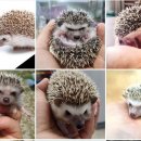 달콤하니냥 이미지