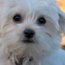 소중한 개 이미지