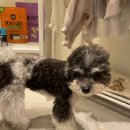 마이독 프리미엄 펫 스튜디오 이미지