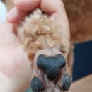 더 편하개 이미지