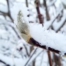 [1월 셋째 주 장원] 간언 / 신경자 이미지