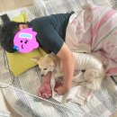 한솔치과기공소 | 강아지 신경치료+크라운 / 비강종양제거 수술 - 1