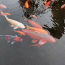 해동막국수 이미지