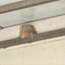 삼가참기름집 이미지