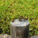 왕파리매의 벌 사냥 이미지