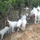 보아농장 이미지