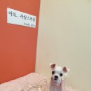 아토 강아지 미용실 이미지