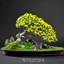 샛별