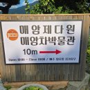 논공농협 맞은편 정자 앞 | 하동 매암제다원 방문기 녹차밭 감성 카페 &amp; 차 박물관 체험기