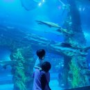 하나교 생태통로 앞 | 롯데월드 아쿠아리움의 이용꿀팁 (할인, 주차, 식당, 맛집, 벨루가, 공연,생태설명회 관람시간)