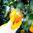 수완농장 이미지