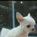 소미애견 농장 이미지