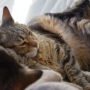 양주동물병원 이미지