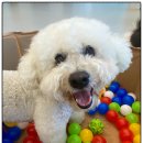 플러스펫 이미지