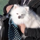 토리네 수제간식 이미지