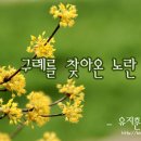 산수유 Daum카페
