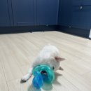 개캉스 살롱 이미지