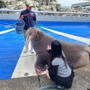 양재동 67-7앞 보도 | ‘ 우미타마고 수족관, 후쿠오카 마린월드 ’ 가 목적인 벳푸 + 후쿠오카 여행기