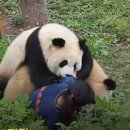 판다 이미지