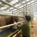 안터사슴농장 이미지