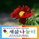 국화차의 효능과 부작용 이미지