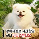 아띠온시스템 | 관악구 구로셀프스튜디오 &lt;아띠 스튜디오&gt; | 강아지 셀프 사진 촬영 후기