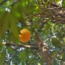 광령귤나무 이미지