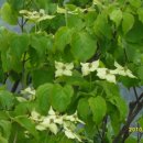 보리밭사이길로 이미지