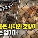 사자옆골 연합뉴스