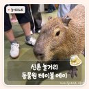 상상146 | 신촌놀거리 추천 | 신촌 데이트로 좋은 홍대 테이블에이 실내동물원 공휴일 층별 솔직 후기