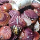 꽃가리비 이미지