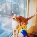 홀리데이나이트 이미지