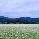 봉평옹심이메밀국수 이미지