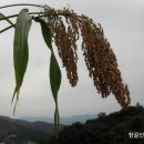 테오스 (THEOS) Daum카페