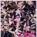 무지지천 이미지