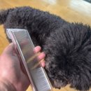 빗질해줄개 | [강아지빗 추천] 밤돌이네 듀얼콤 브러쉬 솔직 후기